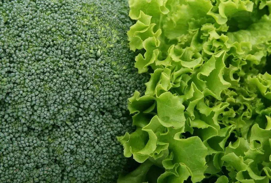 Salade