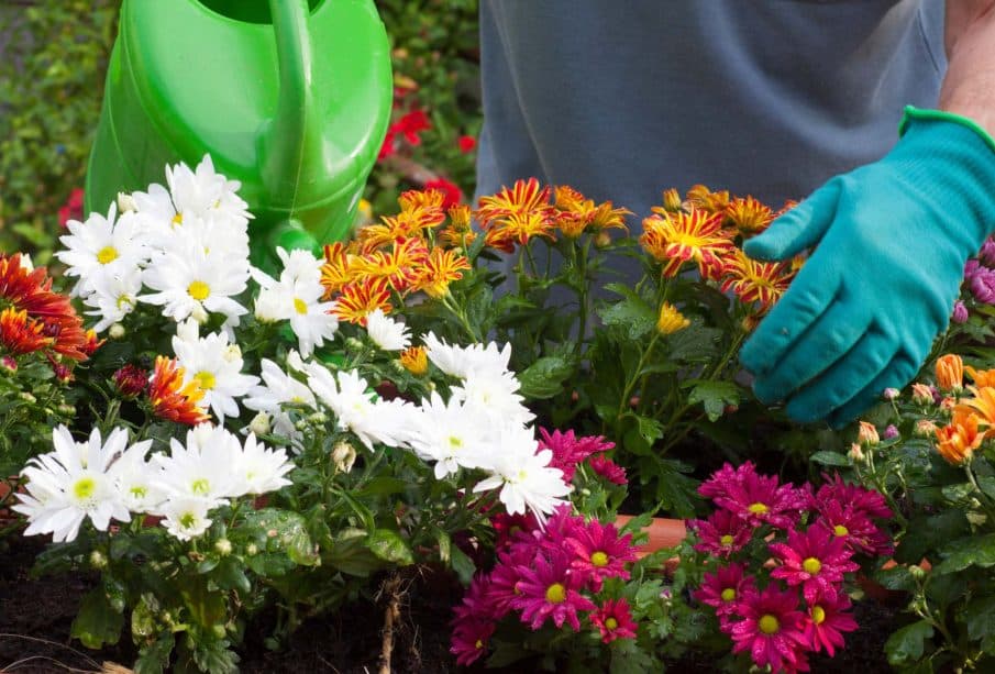 fertiliser et arroser vos fleurs