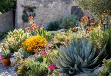 Tout savoir sur les plantes méditerranéennes et leur adaptation à votre jardin