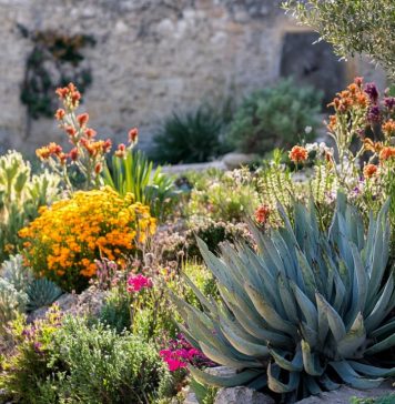 Tout savoir sur les plantes méditerranéennes et leur adaptation à votre jardin