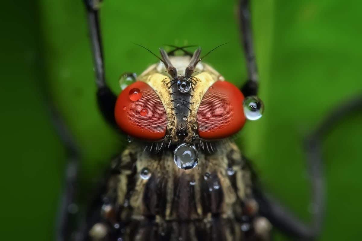 insectes nuisibles