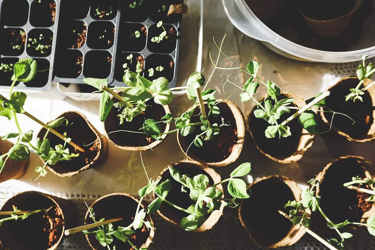 potager  prévention