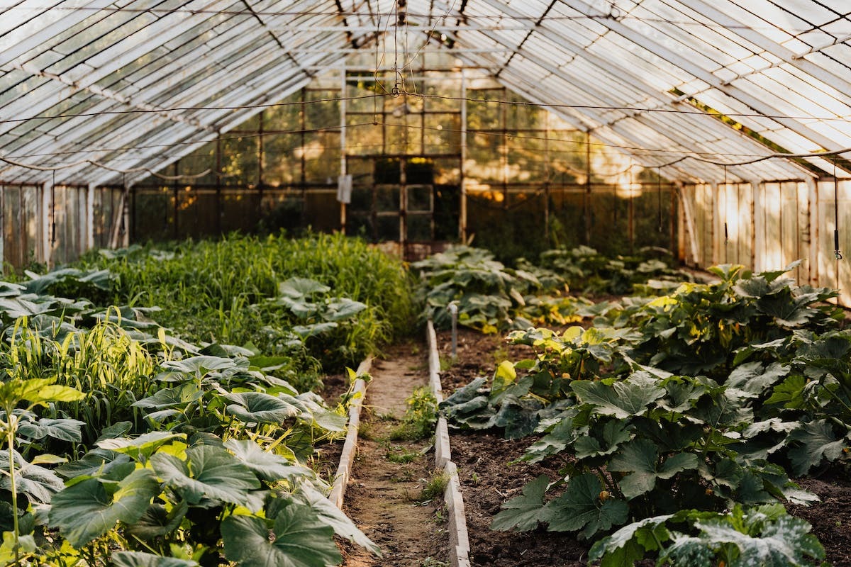 potager organisé