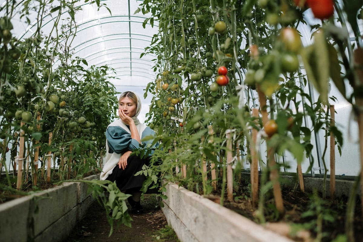 potager  jardin