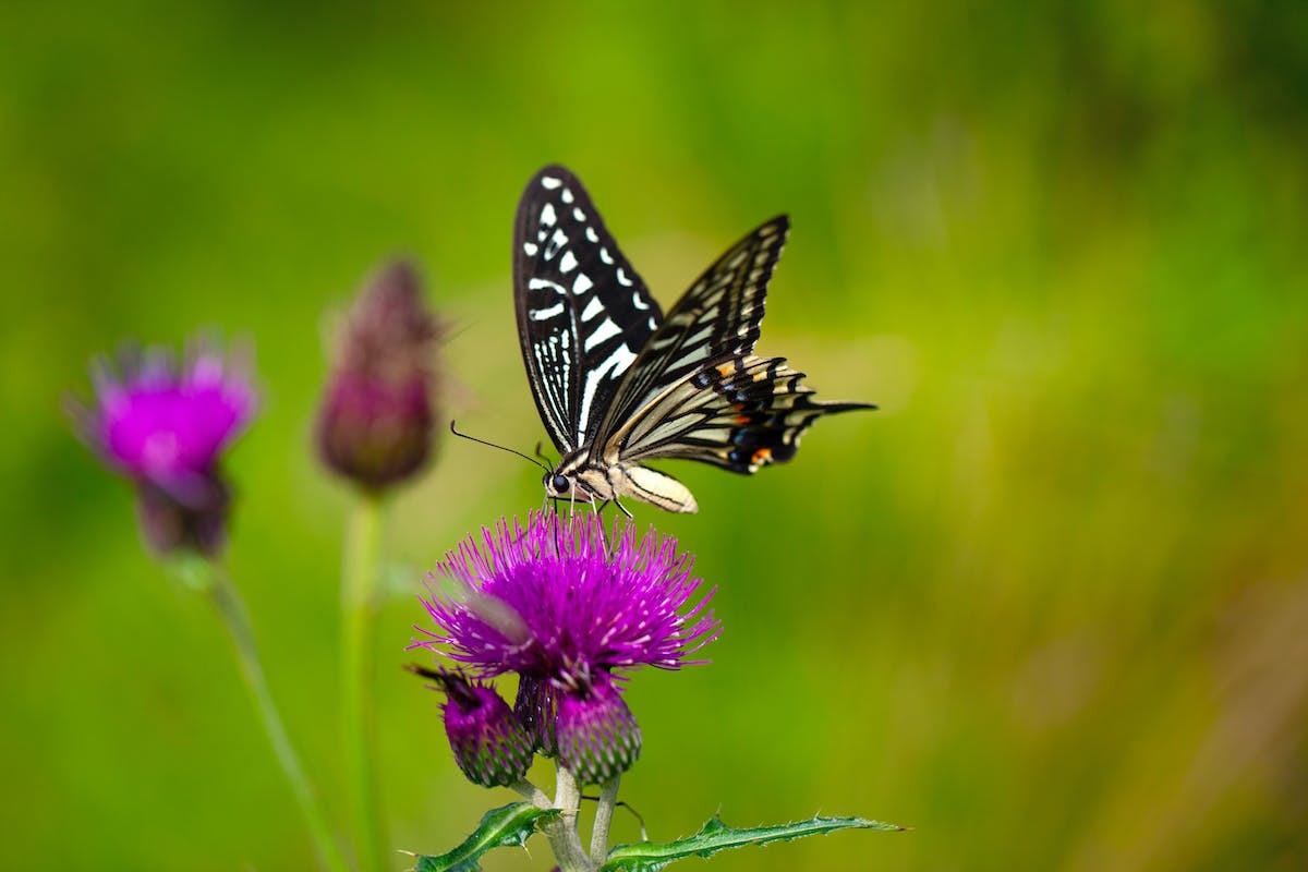 fleurs papillons