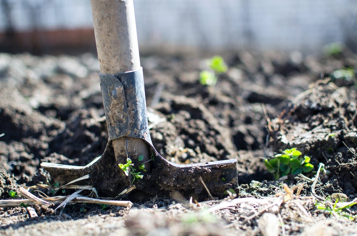 potager  paillage