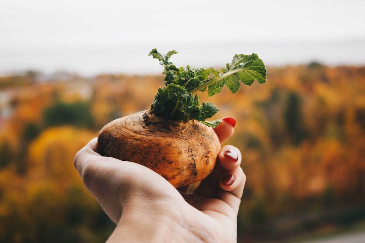 potager  biodiversité