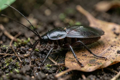 Gros plan macro d'un cafard noir de jardin sur la terre humide, montrant les détails de son exosquelette brillant et ses antennes