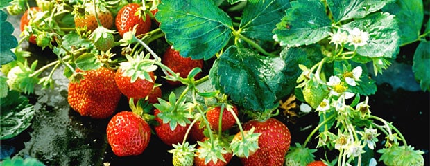 Comment planter des stolons de fraisiers ?