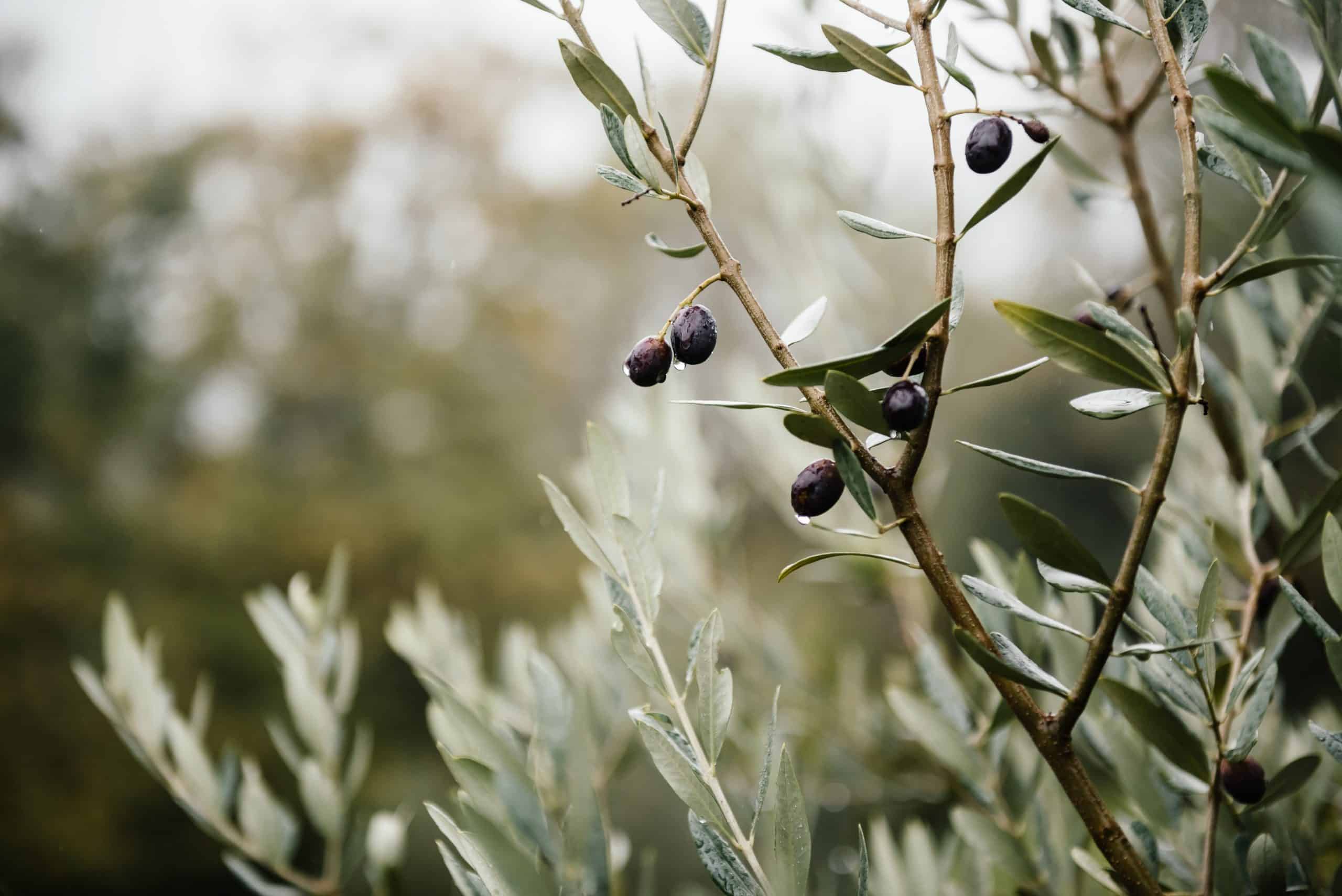 Est-ce que l’olivier craint le gel ?