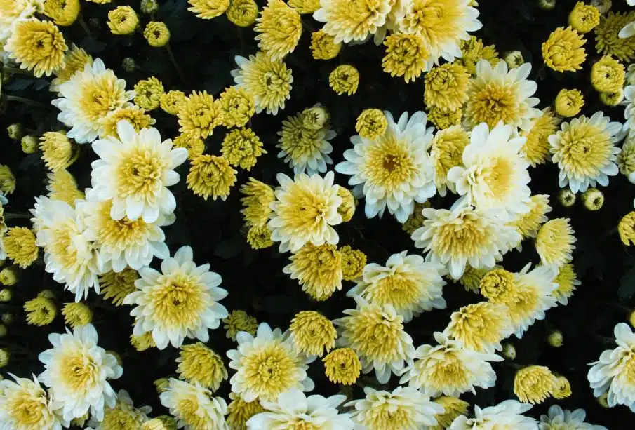 view of white and yellow chrysanthemums