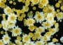 view of white and yellow chrysanthemums